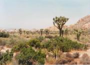 Joshua Tree Nationalpark