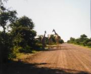 Giraffen