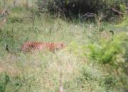 Leopard auf Beutesuche