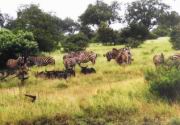 Zebras und Gnus