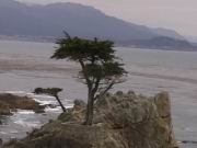 Die Zypresse von Monterey