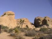 Joshua Tree Nationalpark
