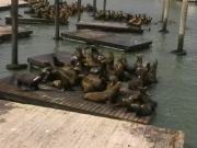  Die Robben von San Francisco