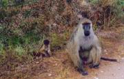 Ein Pavian mit Kind