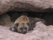 Hy&auml;ne vor dem Bau