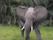 Ein zorniger Elefant