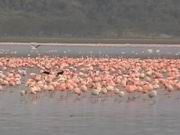 Flamingos am Nakuru-See