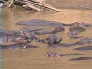 Flusspferde am Mara-Fluss