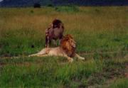 Zwei Löwen machen Pause