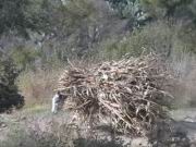 &Uuml;berladener Esel