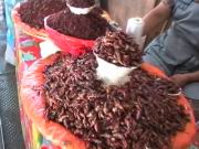 Gegrillte Heuschrecken, igitt!