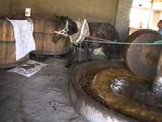 Der arme Esel (Mezcal-Herstellung)