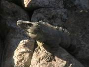 Eine Echse bei den Pyramiden