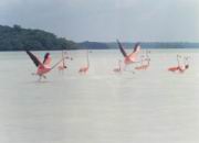 Flamingos in freier Natur