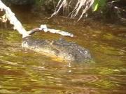 Alligator im Fluss