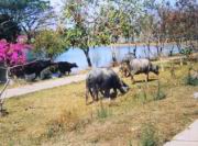 Wasserb&uuml;ffel f�r die Reisernte