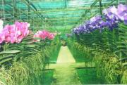 Orchideenfarm