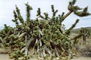 Joshua Tree National Park
