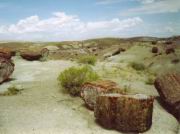 Petrified Forest Nationalpark