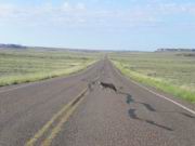 Kojote auf der Strasse