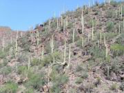 Tucson Mountain Park