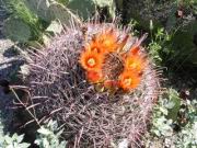 Bl&uuml;hende Kakteen