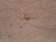 Ein Skorpion