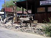 Esel in Oatman