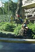 Parrot-Jungle