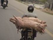 Schweinetransport