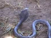 Schlangenfarm in Dong Tam