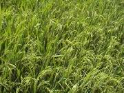 Reisfeld-Nahaufnahme